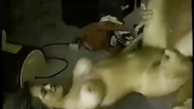 ぽっちゃり女神にwebカメラc c girl's ch 無料 動画